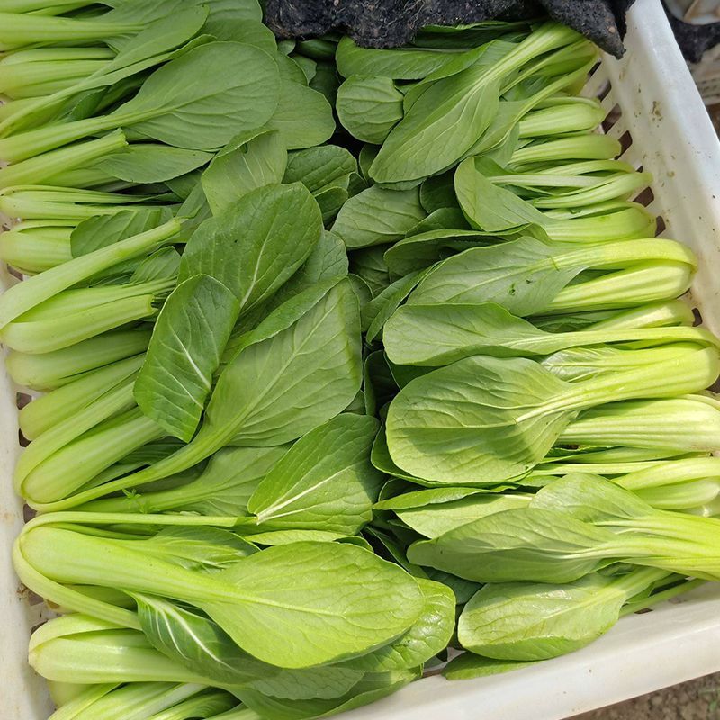 信福冬秀青梗菜种子耐寒耐抽薹耐抽苔春秋冬季上海青菜籽油绿