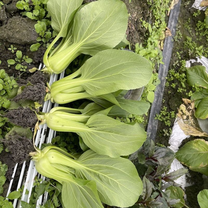 信福冬秀青梗菜种子耐寒耐抽薹耐抽苔春秋冬季上海青菜籽油绿