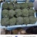 甘肃西兰花