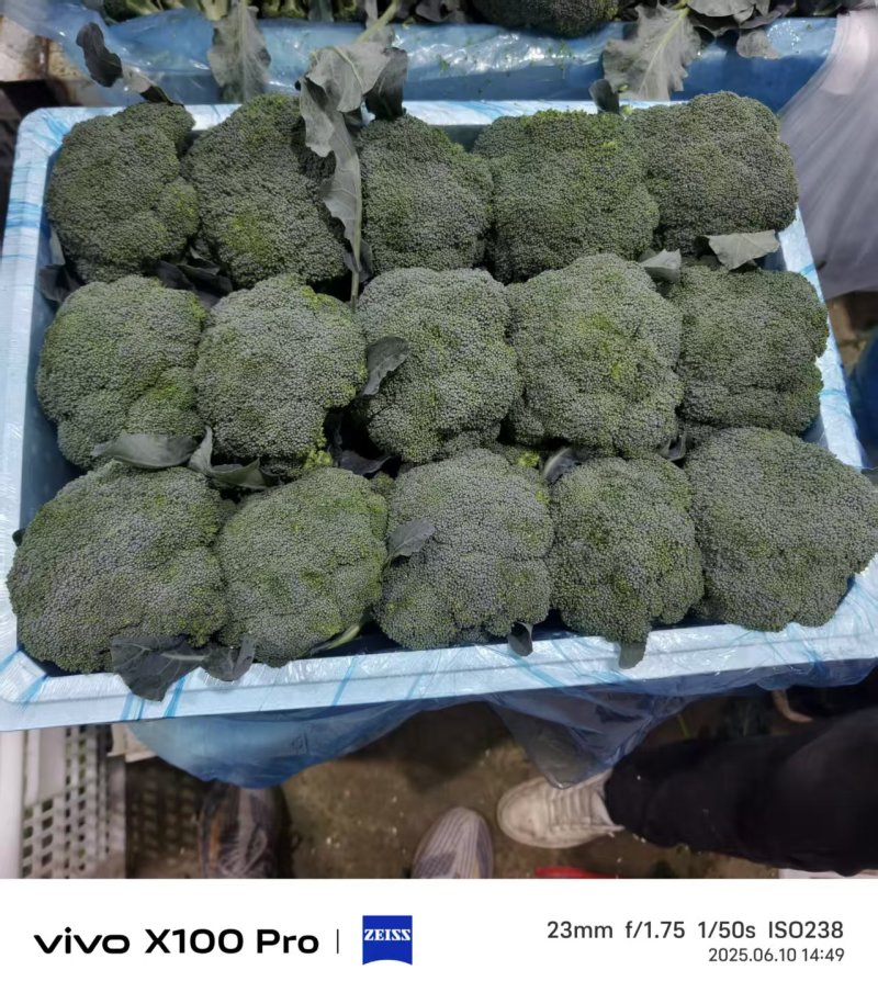 甘肃西兰花