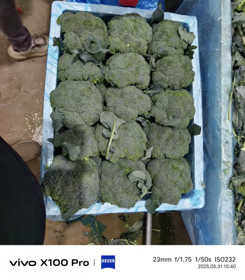 甘肃西兰花