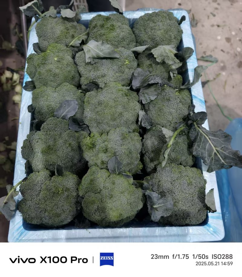 甘肃西兰花