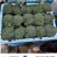 甘肃西兰花