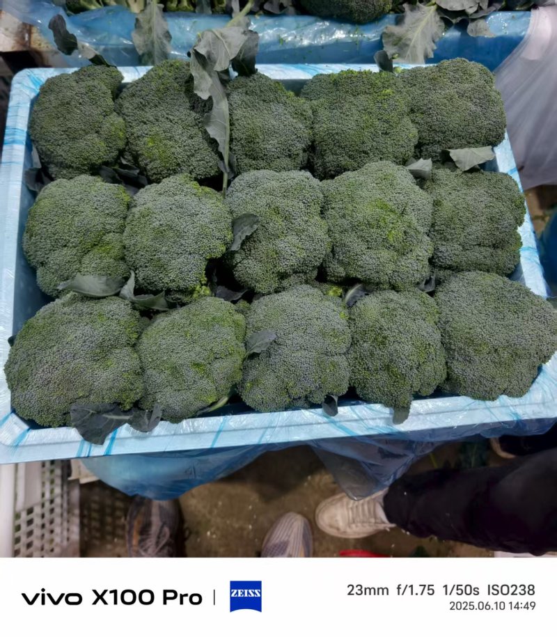 甘肃西兰花