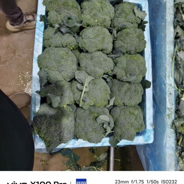 甘肃西兰花