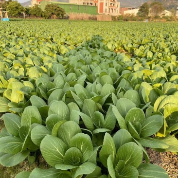 信福改良夏优558青梗菜种子耐热耐寒丰产四季小青菜小白菜