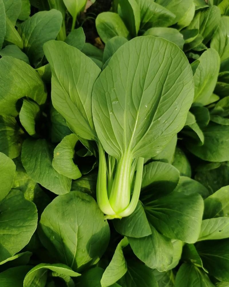 信福改良夏优558青梗菜种子耐热耐寒丰产四季小青菜小白菜