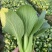 信福改良夏优558青梗菜种子耐热耐寒丰产四季小青菜小白菜