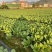 信福改良夏优558青梗菜种子耐热耐寒丰产四季小青菜小白菜