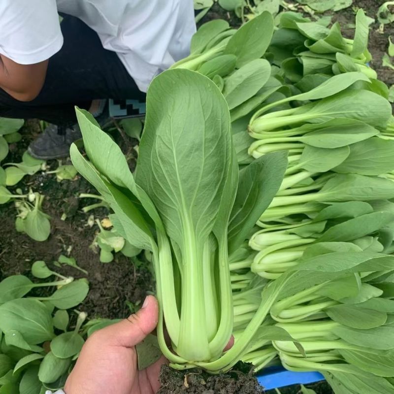 信福改良夏优558青梗菜种子耐热耐寒丰产四季小青菜小白菜