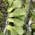 信福改良夏优558青梗菜种子耐热耐寒丰产四季小青菜小白菜