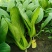 信福改良夏优558青梗菜种子耐热耐寒丰产四季小青菜小白菜