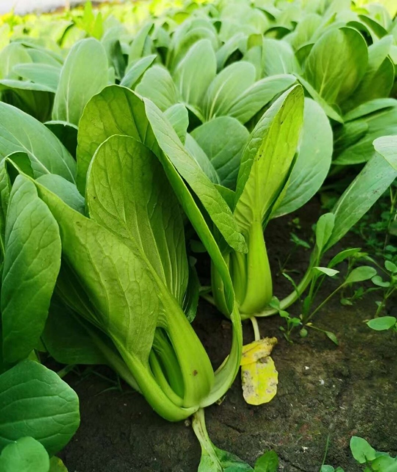 信福改良夏优558青梗菜种子耐热耐寒丰产四季小青菜小白菜