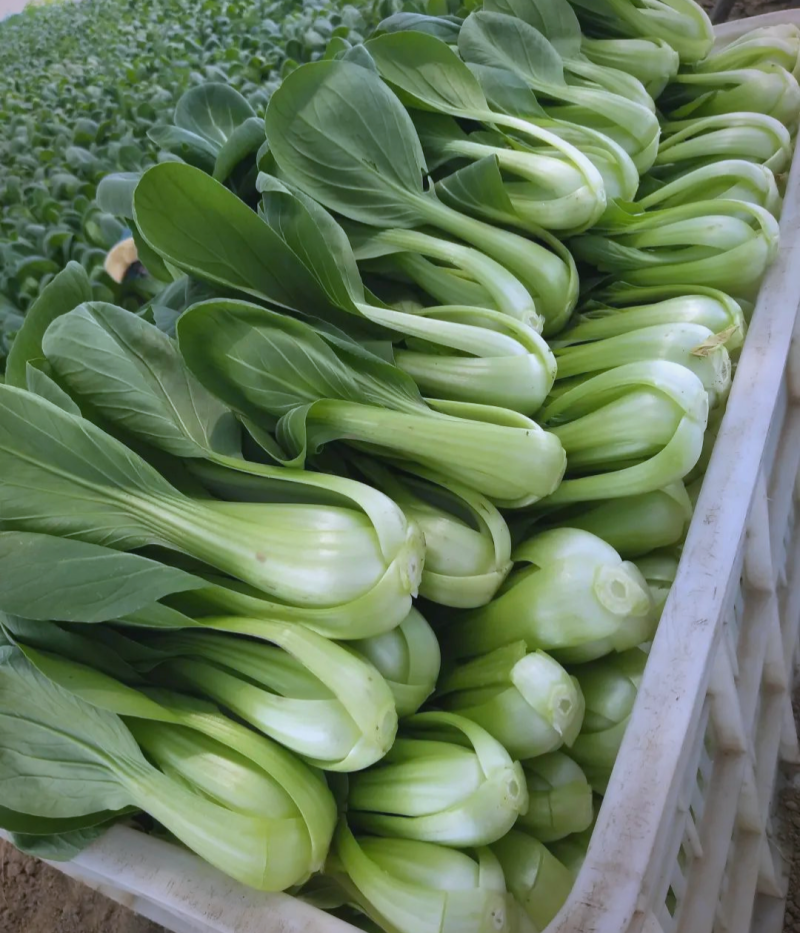 信福改良夏优558青梗菜种子耐热耐寒丰产四季小青菜小白菜