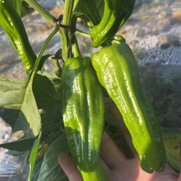 徐研薄皮1号辣椒种子果皮翠绿中辣肉质脆嫩大果泡椒种籽