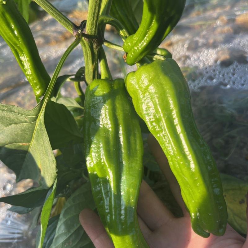 徐研薄皮1号辣椒种子果皮翠绿中辣肉质脆嫩大果泡椒种籽