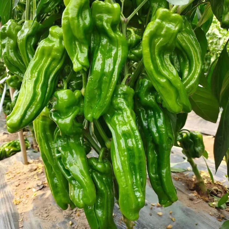 徐研薄皮1号辣椒种子果皮翠绿中辣肉质脆嫩大果泡椒种籽
