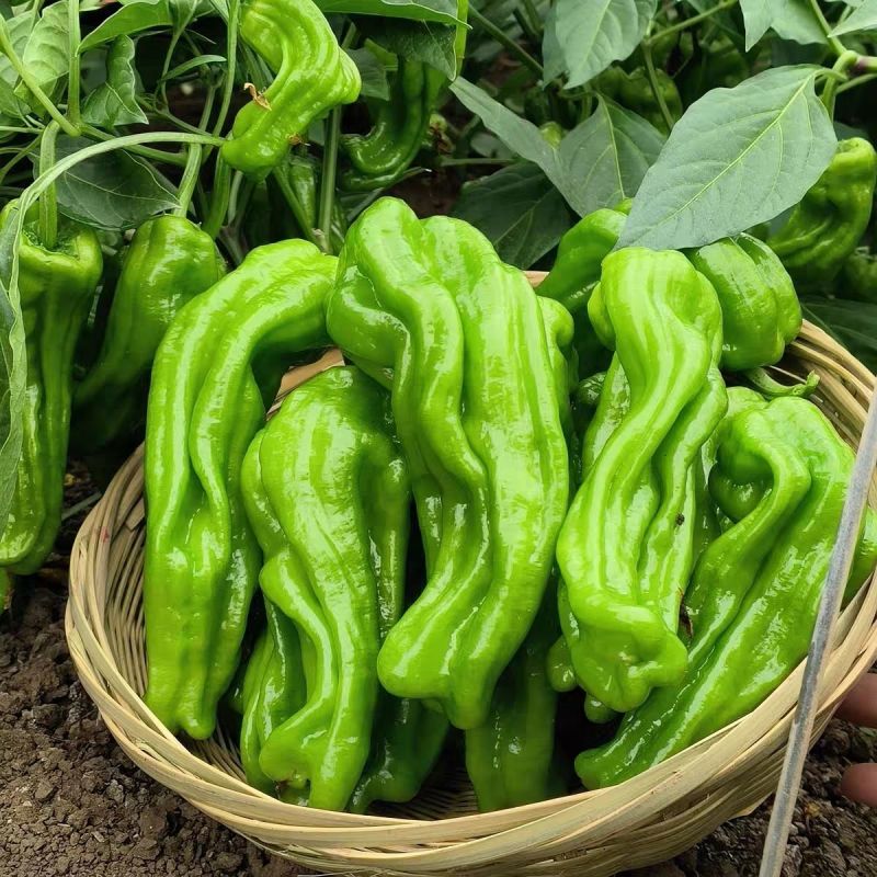 徐研薄皮1号辣椒种子果皮翠绿中辣肉质脆嫩大果泡椒种籽