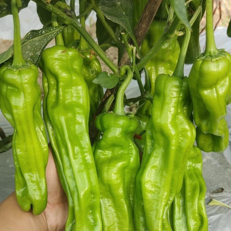 徐研薄皮2号辣椒种子大果黄绿皮薄皮椒种籽高产抗病春秋播辣