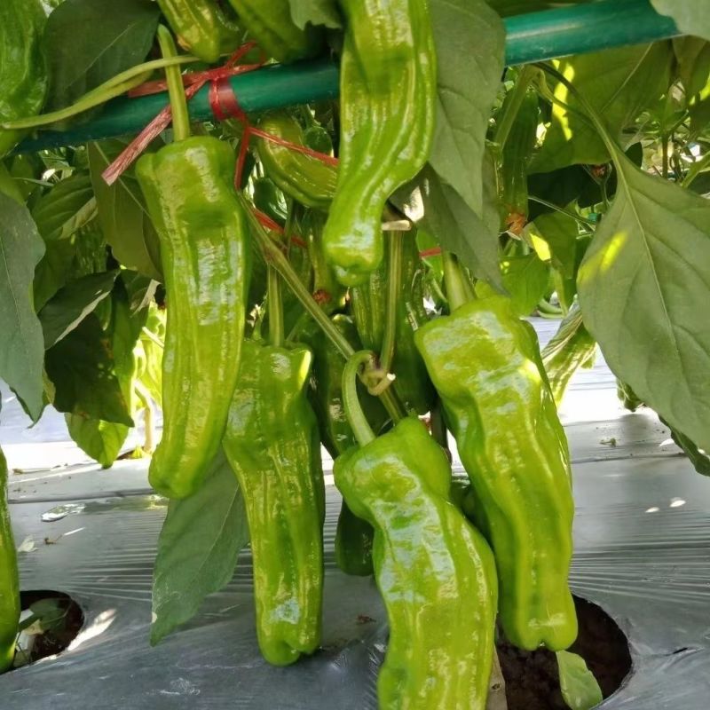 徐研薄皮2号辣椒种子大果黄绿皮薄皮椒种籽高产抗病春秋播辣