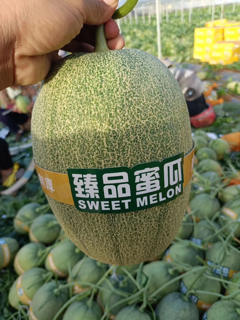 北海晓蜜原产地代办代发全国