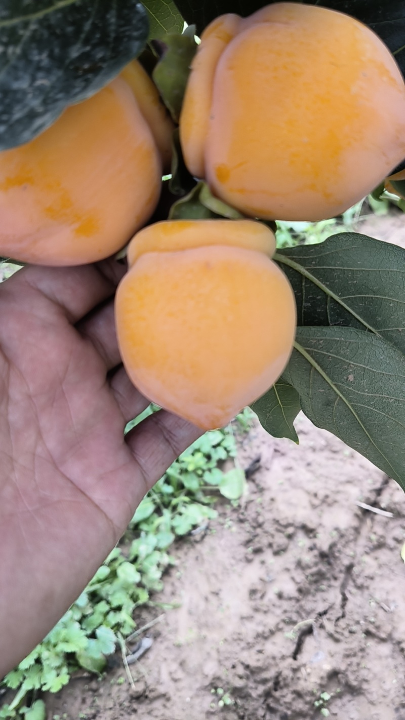 重呆呆柿子大量上市，有需要的老板和我联糸