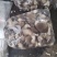 大包秀珍菇，产地直发，一手货源。保质保量，全国供应