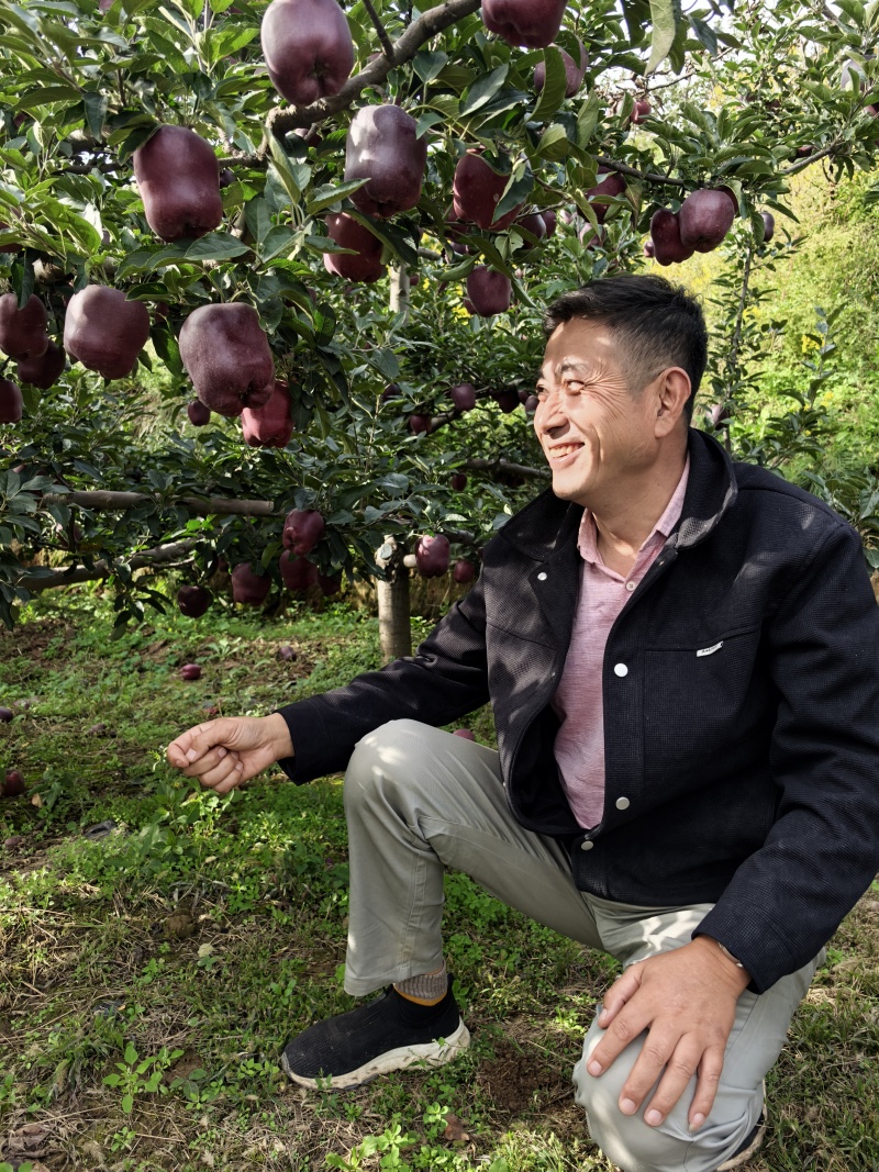 花牛苹果