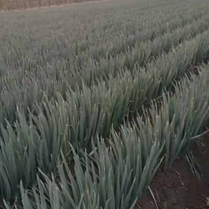 铁杆大葱