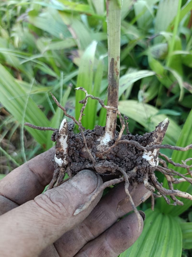【推荐】贵州紫花三叉白芨鲜货/地里现挖/视频看货