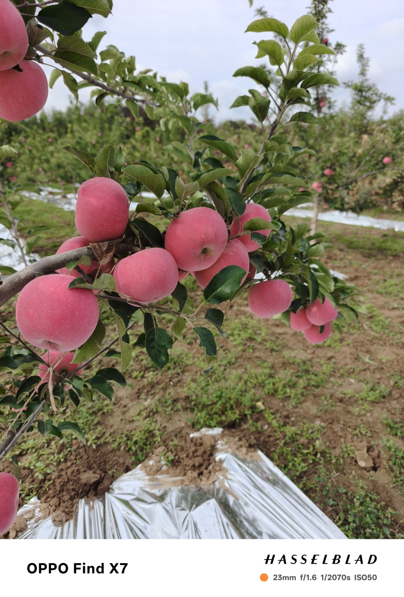 纸袋红富士