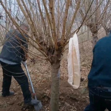 苗圃大量出售4-12公分桃树