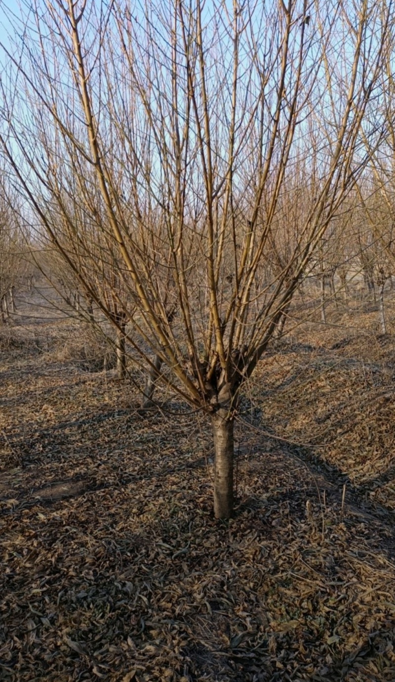 苗圃大量出售4-12公分桃树