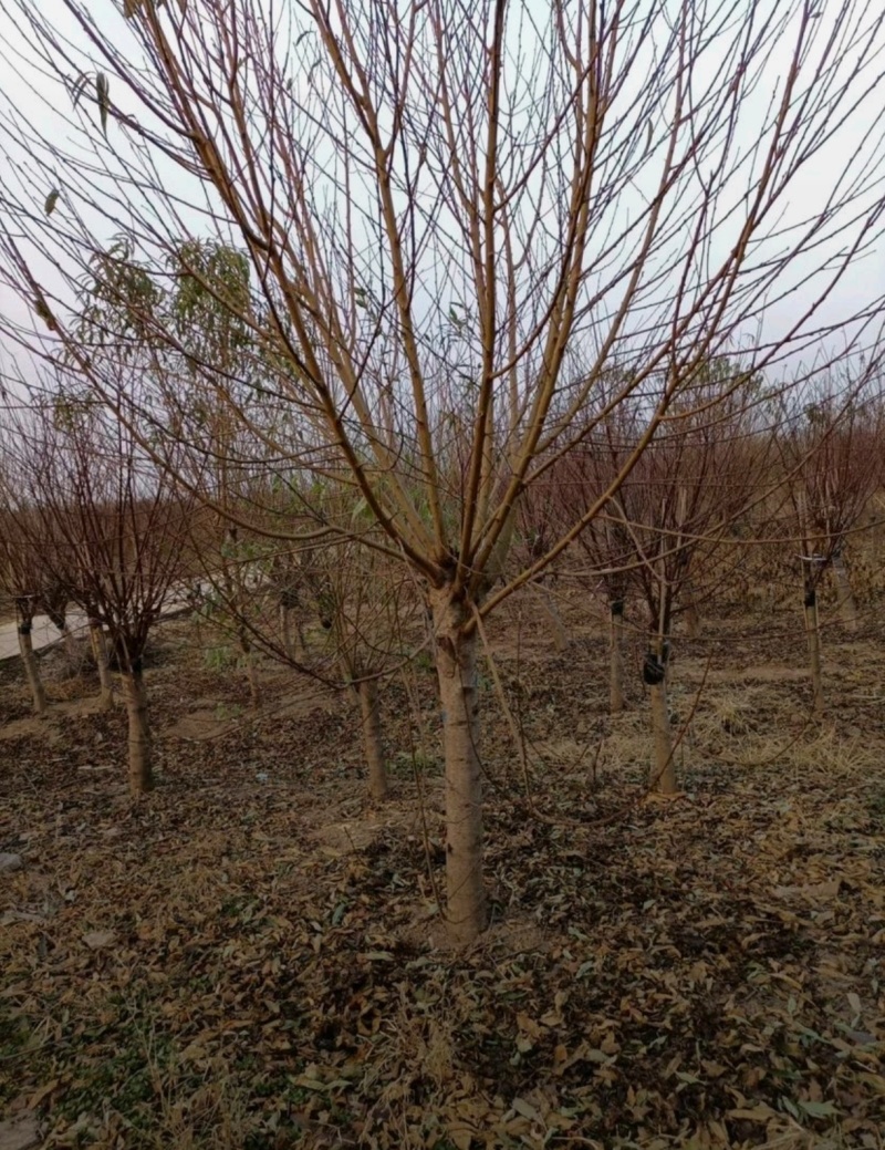 苗圃大量出售4-12公分桃树