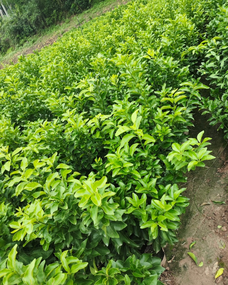 金秋沙糖桔嫁接苗果子大纯甜无酸皮薄肉厚汁水多现挖现发包邮
