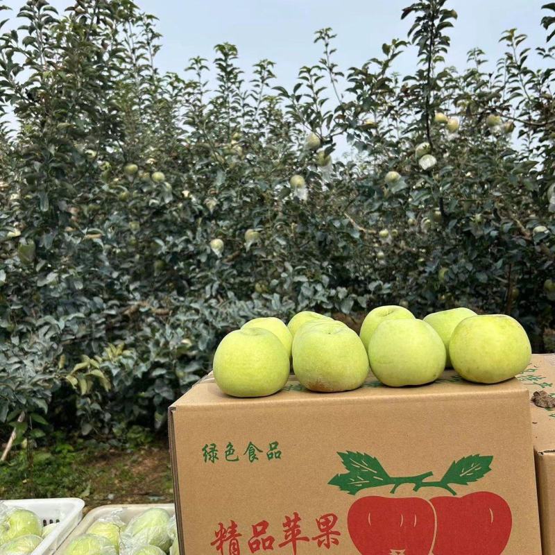 宝山明月苹果