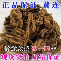 【正品保证】黄连中药材正宗野生鸡爪黄连个川黄连批假一赔十