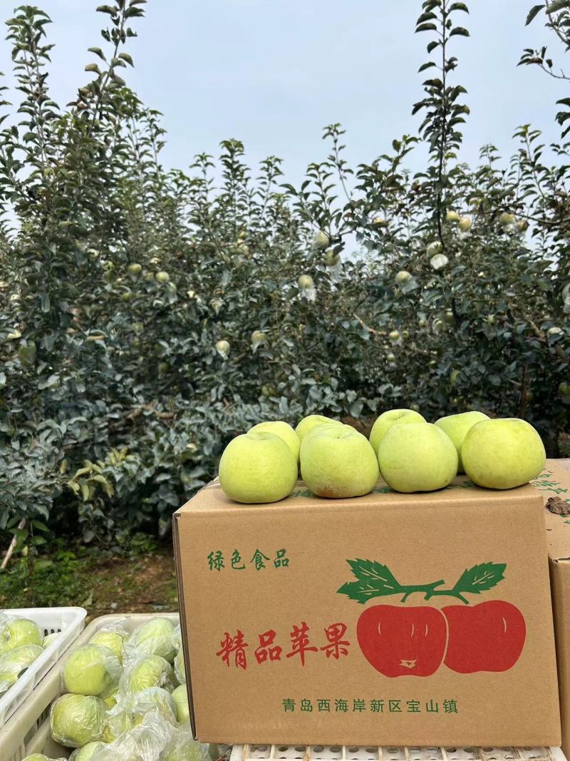 宝山明月苹果