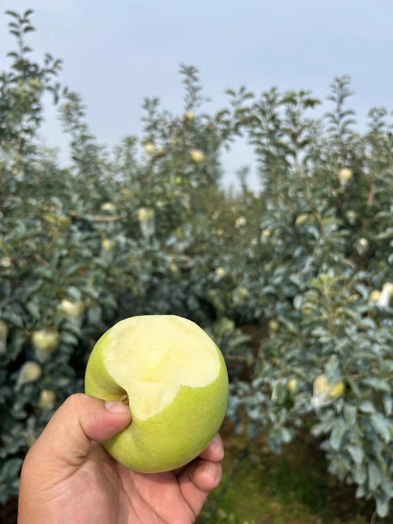 宝山明月苹果