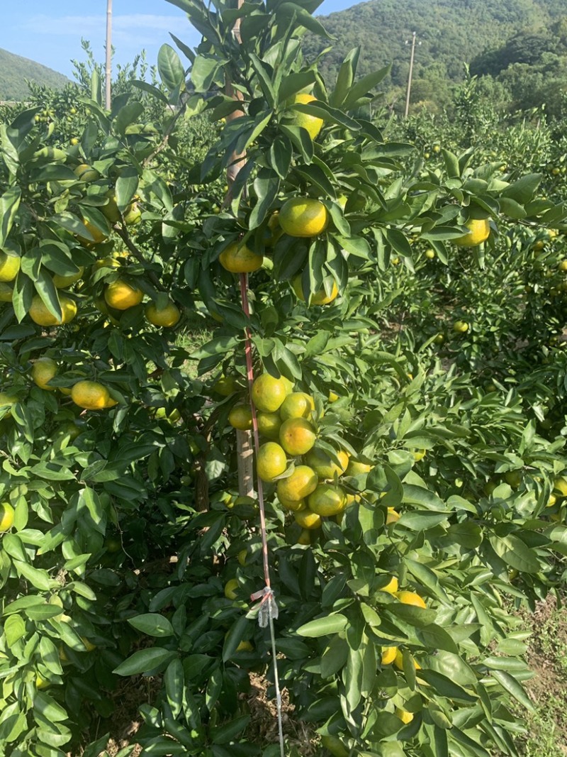 象山北大丰蜜桔，自家老爸种植，量大优惠，欢迎各位老板下单