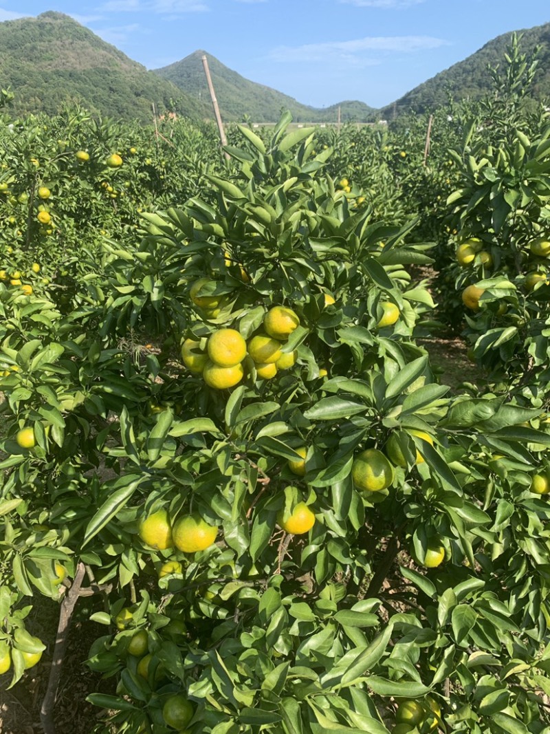 象山北大丰蜜桔，自家老爸种植，量大优惠，欢迎各位老板下单