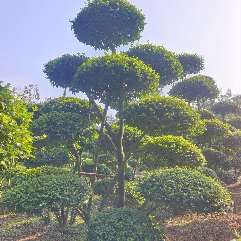 造型小叶女贞树基地