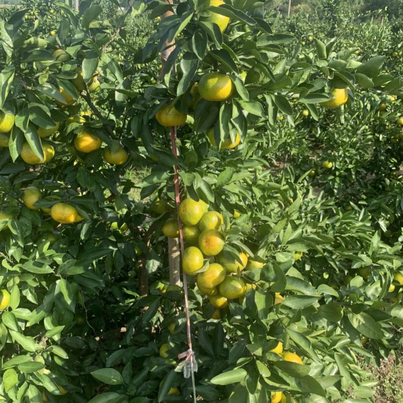 象山北大丰蜜桔，自家老爸种植，量大优惠，欢迎各位老板下单