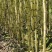 产地直供甘蔗好吃甜度刚好博白三滩