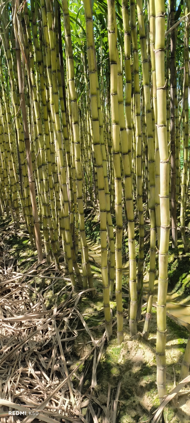 产地直供甘蔗好吃甜度刚好博白三滩