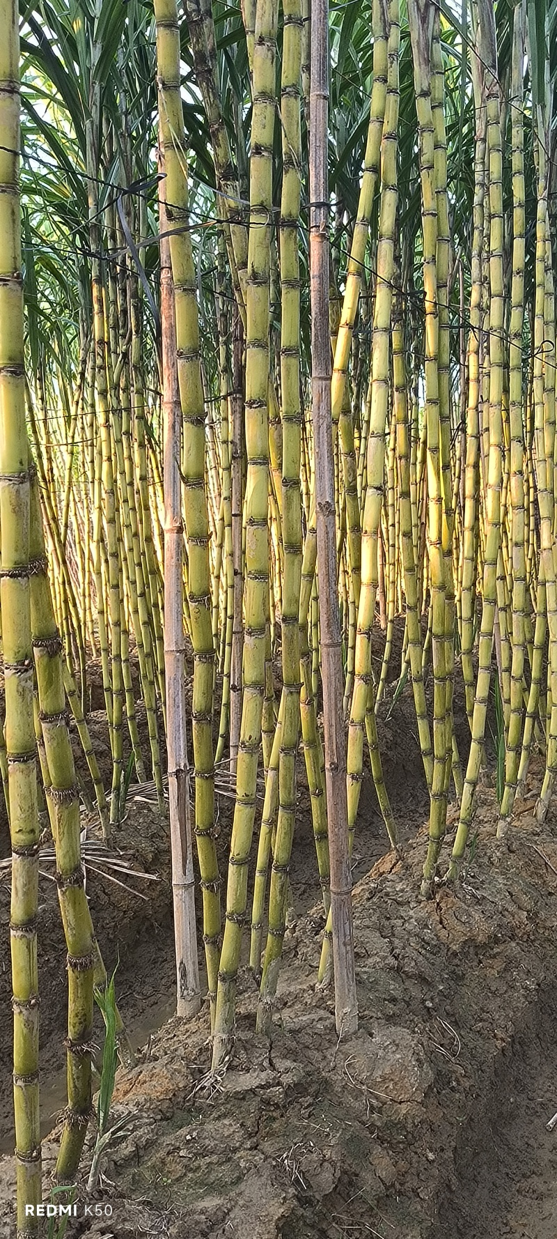 产地直供甘蔗好吃甜度刚好博白三滩