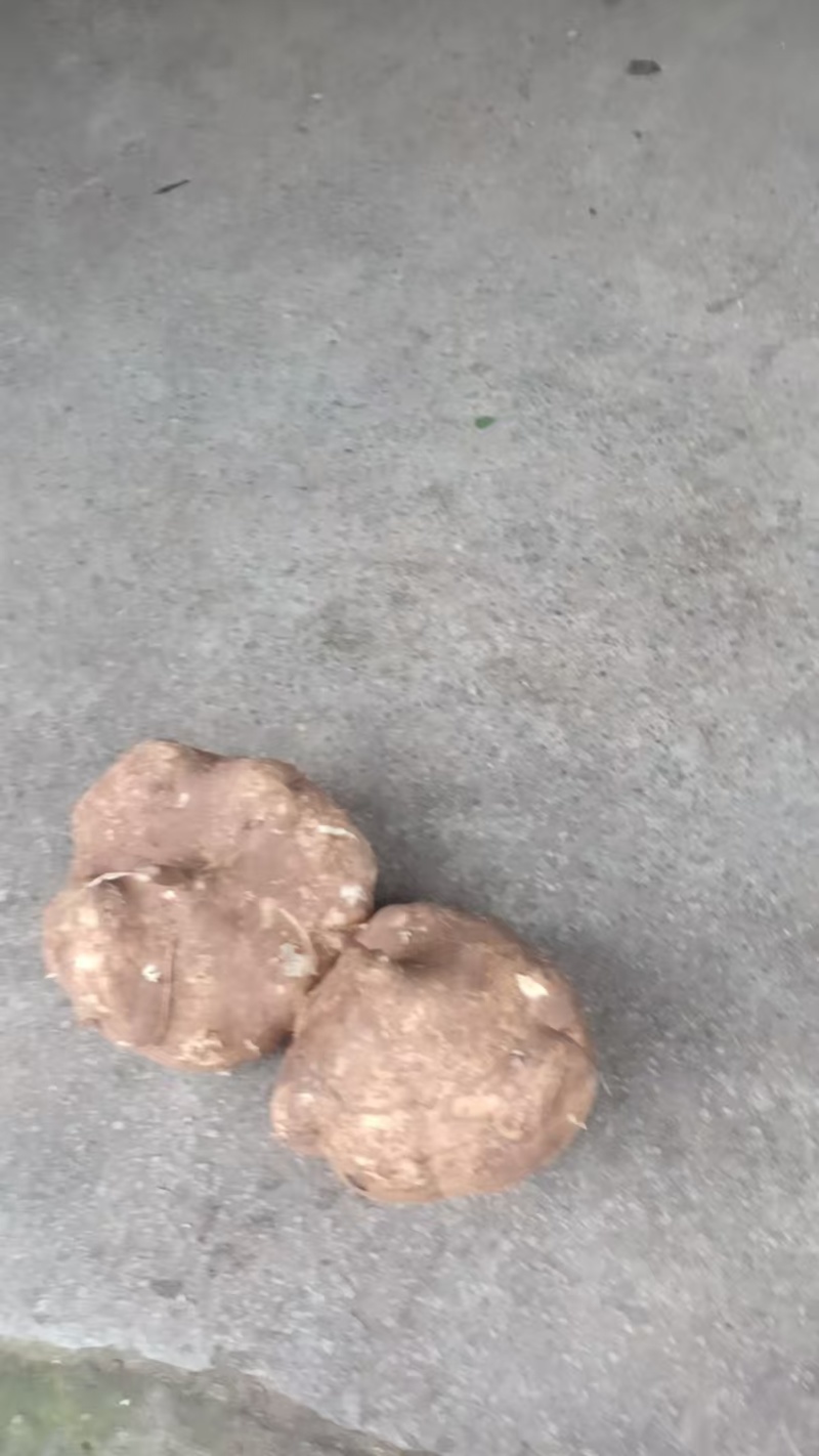 又脆又甜的地瓜