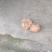 又脆又甜的地瓜