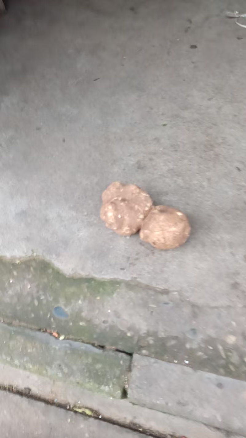 又脆又甜的地瓜