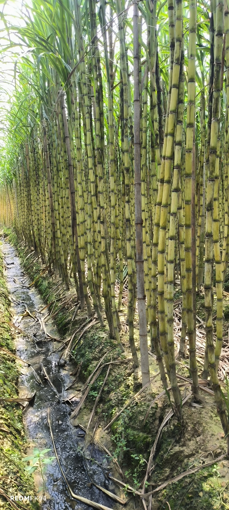 博白三滩黑皮甘蔗产地直供